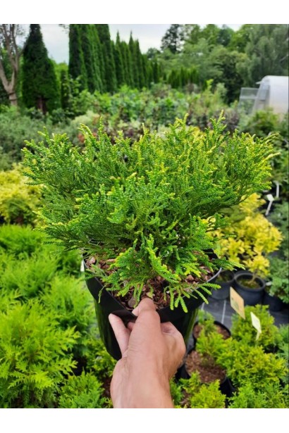 Туевик японский / долотовидный Нана - 3-5л/вис.20-25см/Ø20-30см